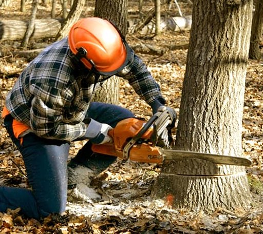 Tree Removal in Milan, OH